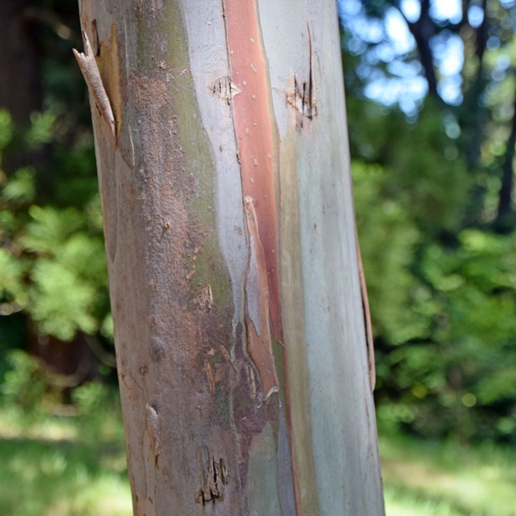 Eucalyptus glaucescens Tinderry - Eucalipto