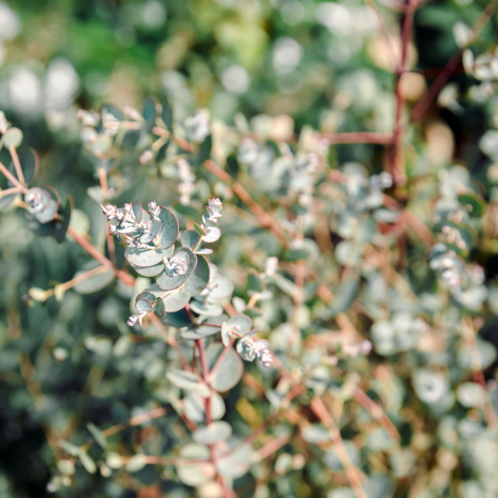 Eucalyptus gunnii Azura Cagire - Eucalipto