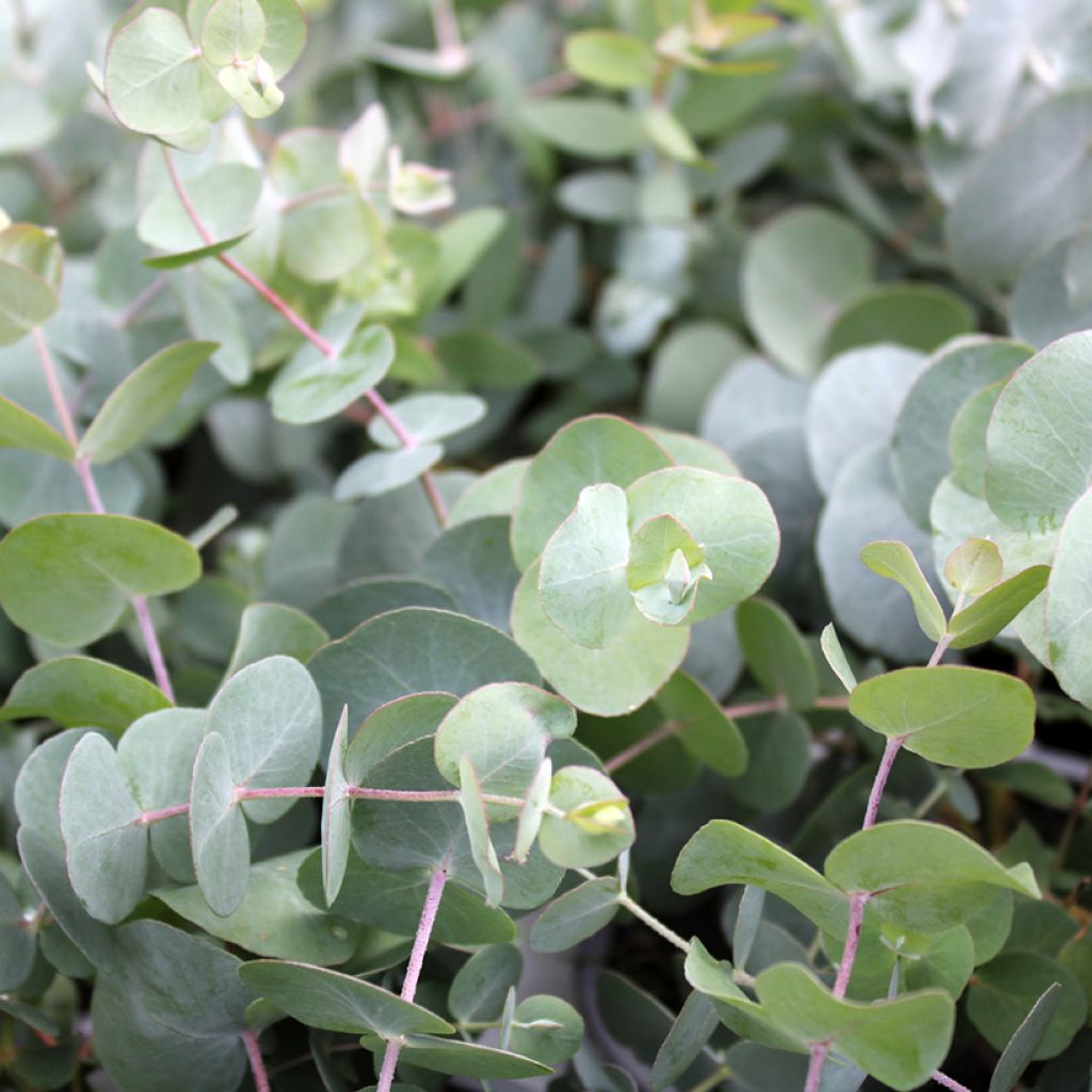 Eucalipto - Eucalyptus gunnii