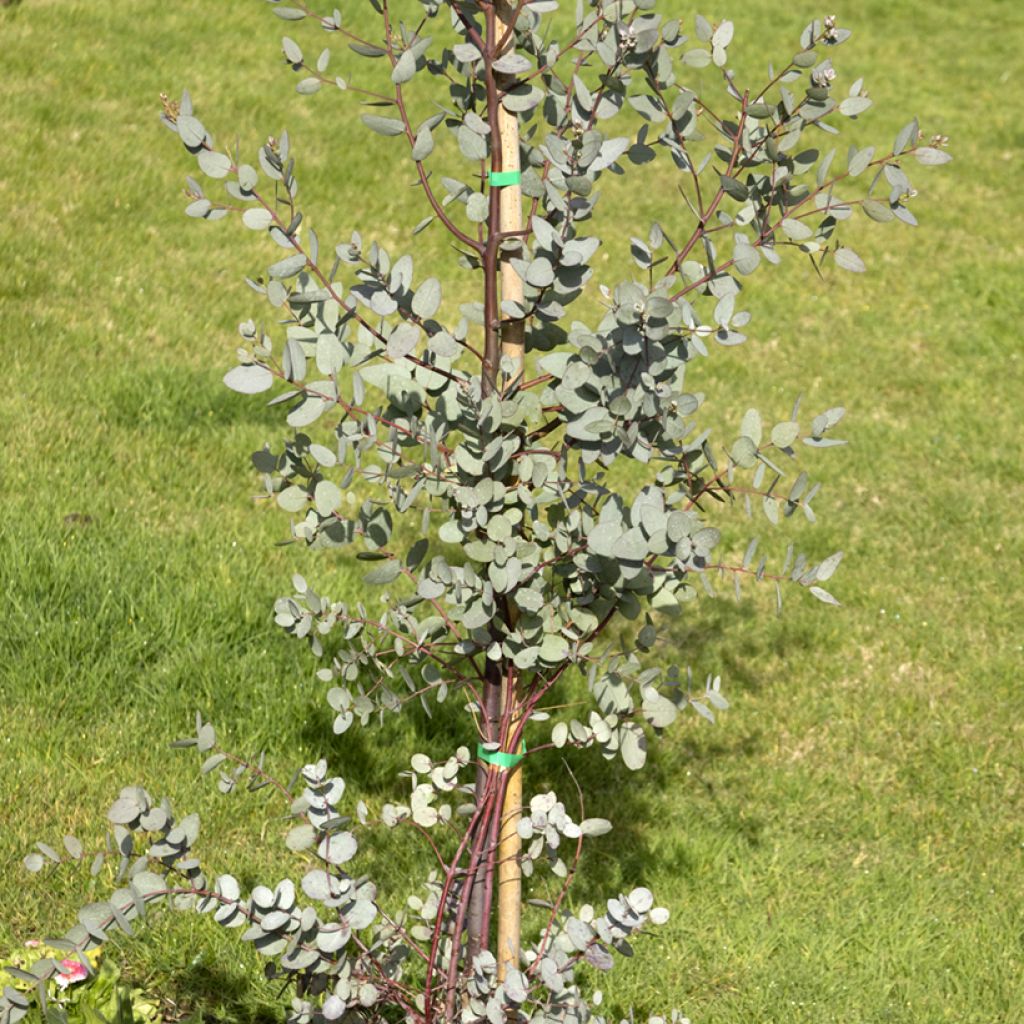 Eucalipto - Eucalyptus gunnii