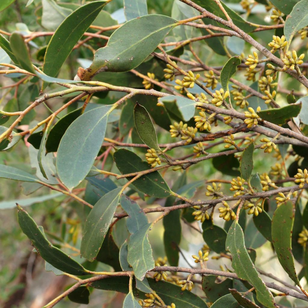 Eucalyptus ligustrina - Eucalipto
