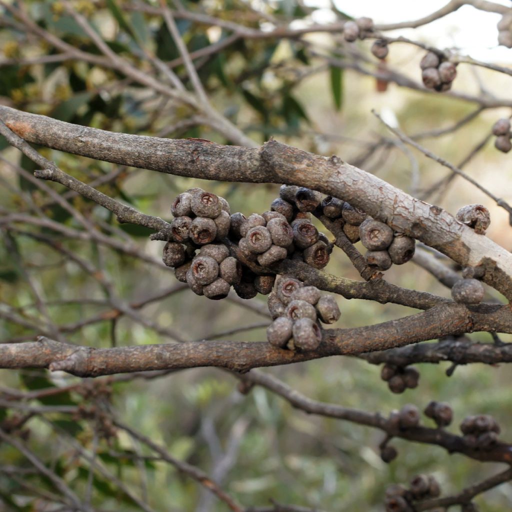 Eucalyptus ligustrina - Eucalipto