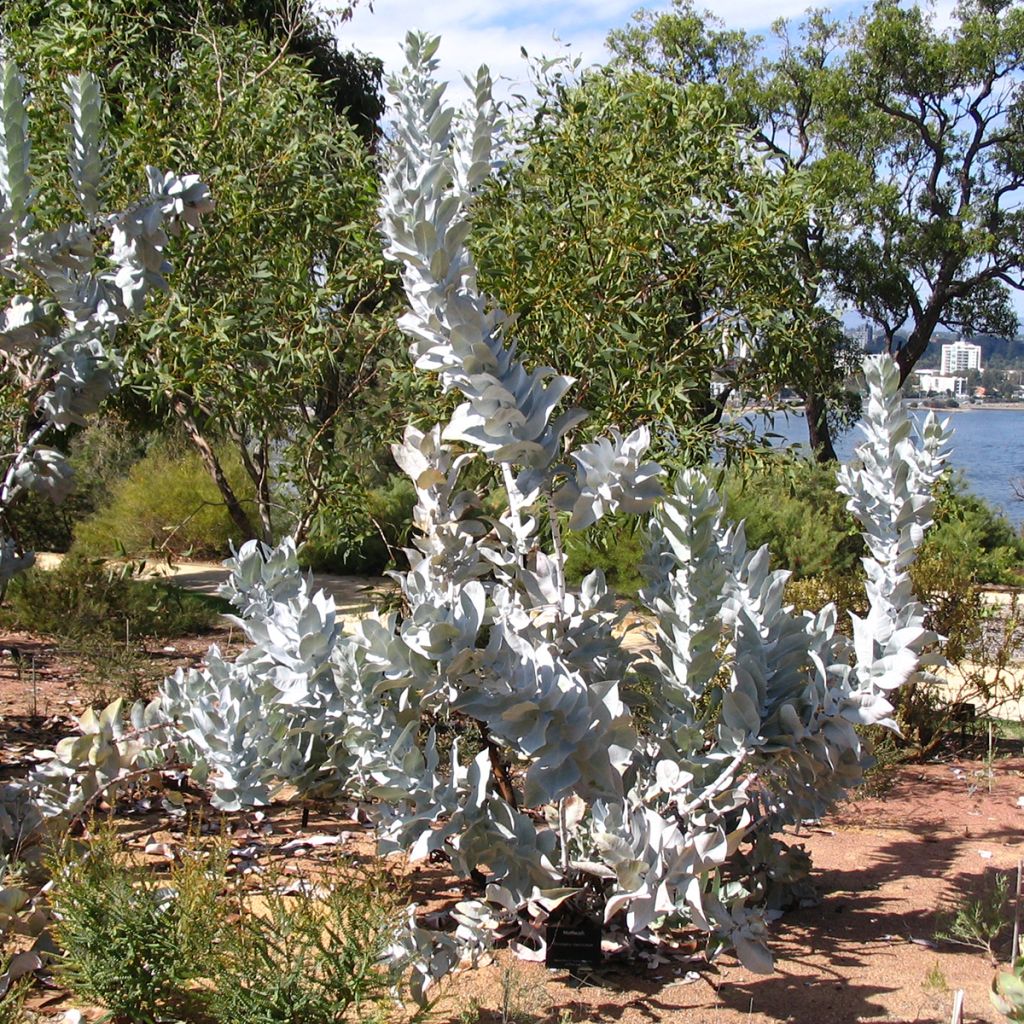 Eucalyptus macrocarpa - Eucalipto