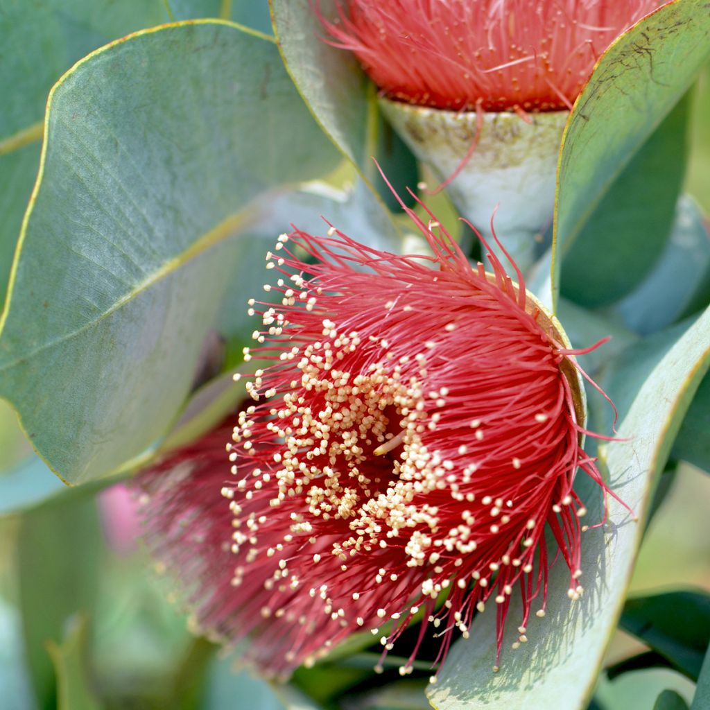 Eucalyptus macrocarpa - Eucalipto