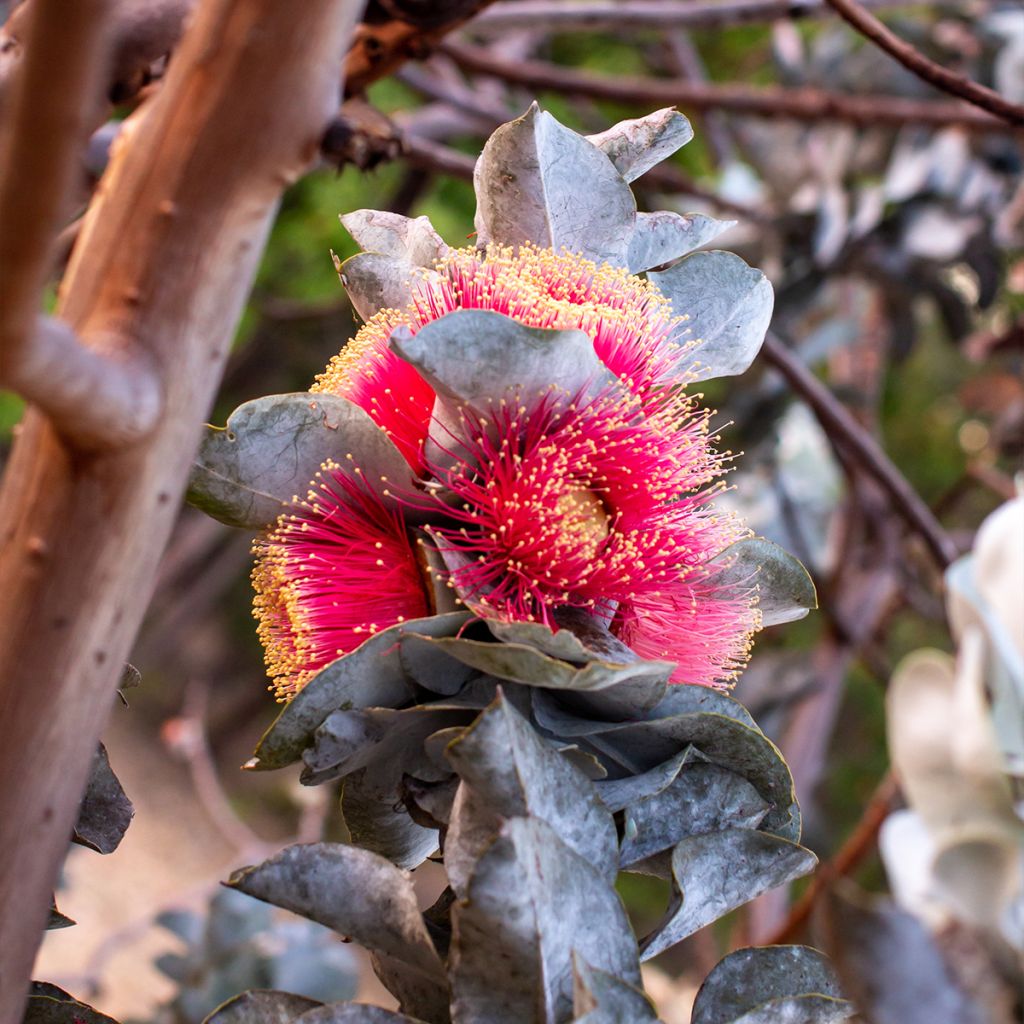 Eucalyptus macrocarpa - Eucalipto