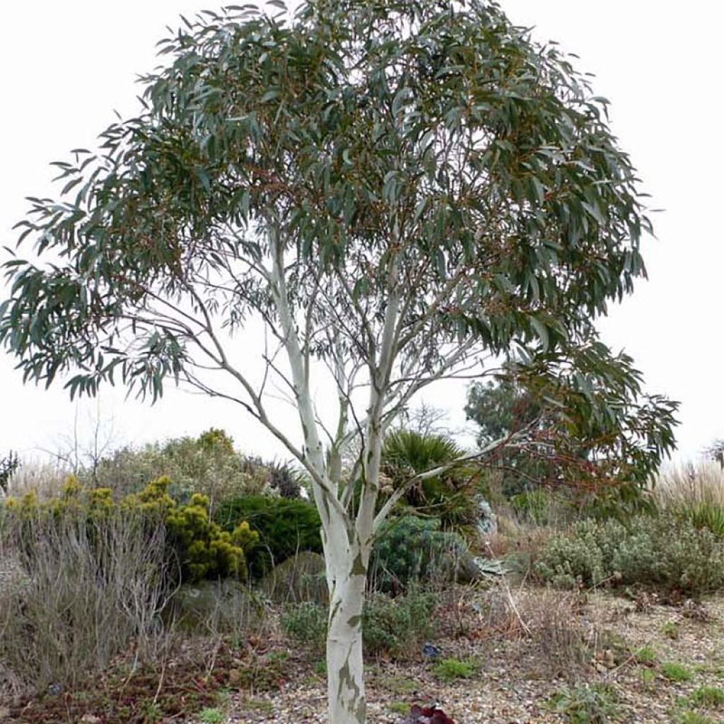 Eucalyptus pauciflora subsp. niphophila - Eucalipto