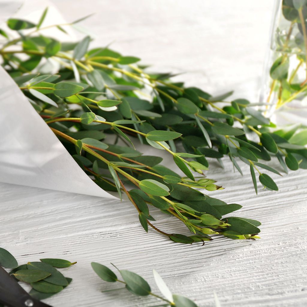 Eucalyptus parvula - Eucalipto