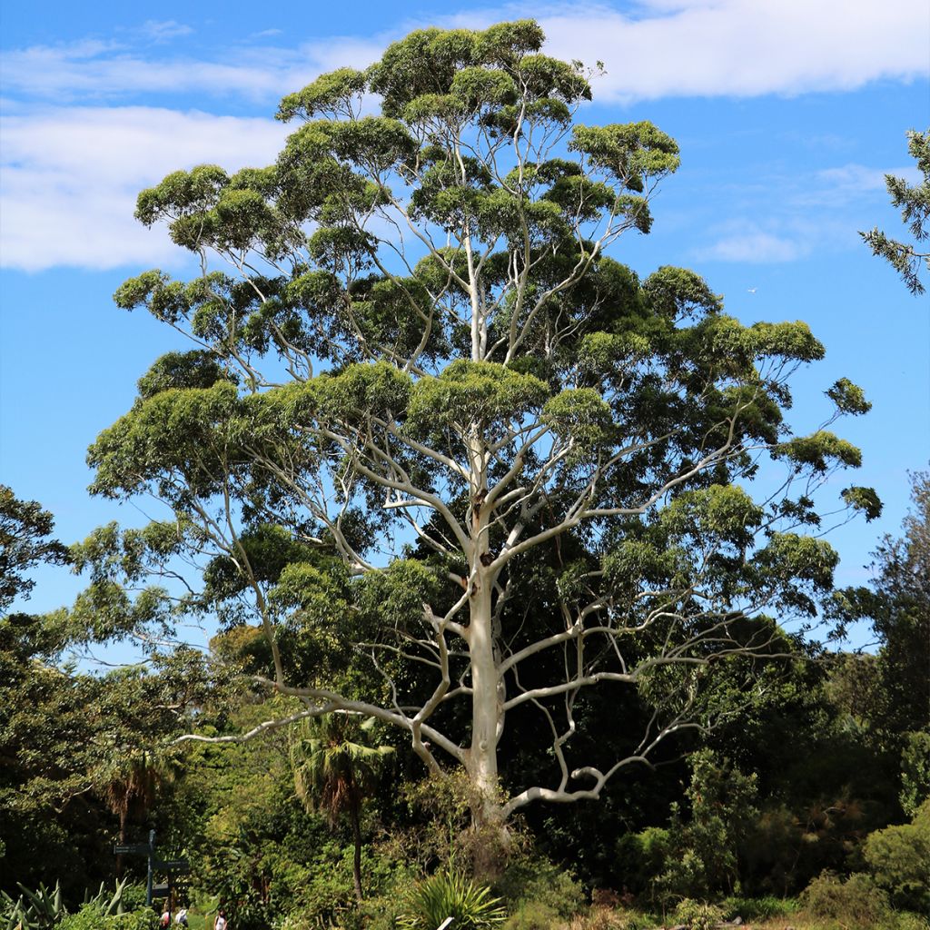 Eucalyptus scoparia - Eucalipto