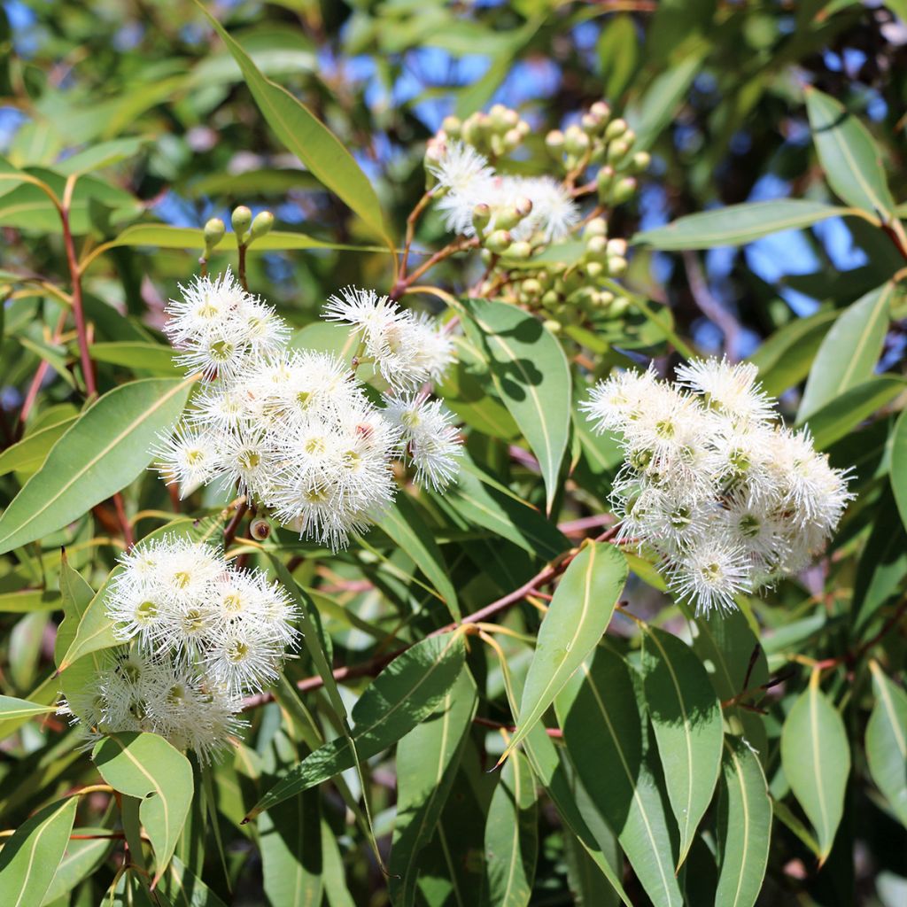 Eucalyptus scoparia - Eucalipto