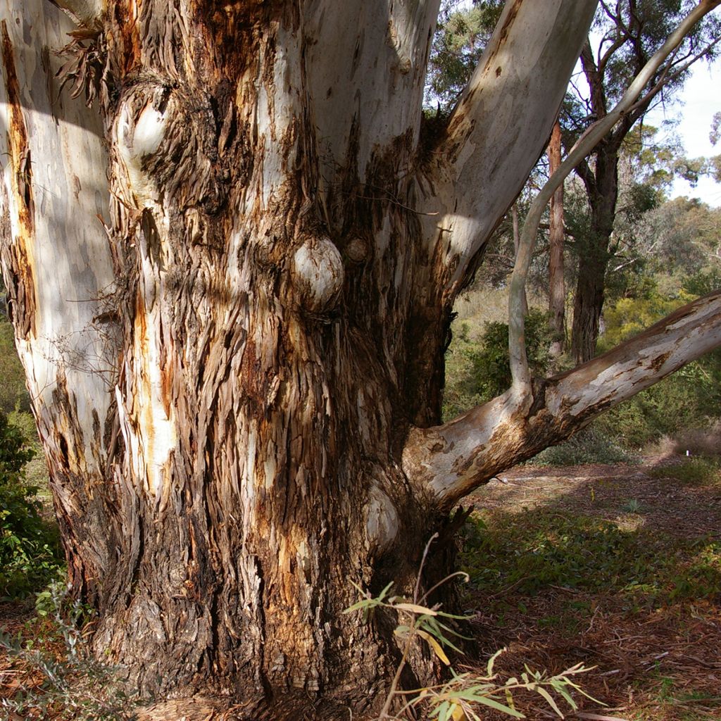 Eucalyptus scoparia - Eucalipto