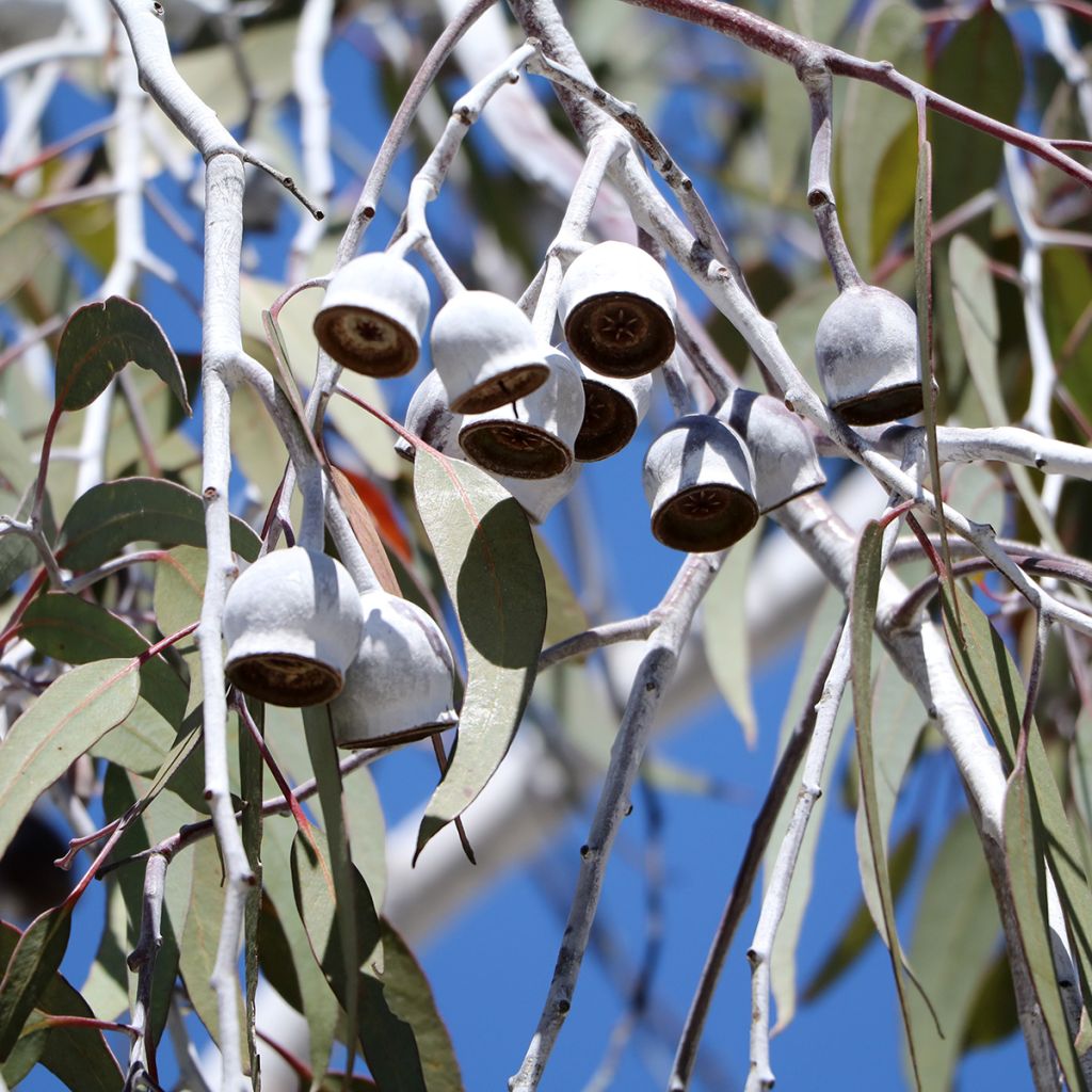 Eucalyptus scoparia - Eucalipto