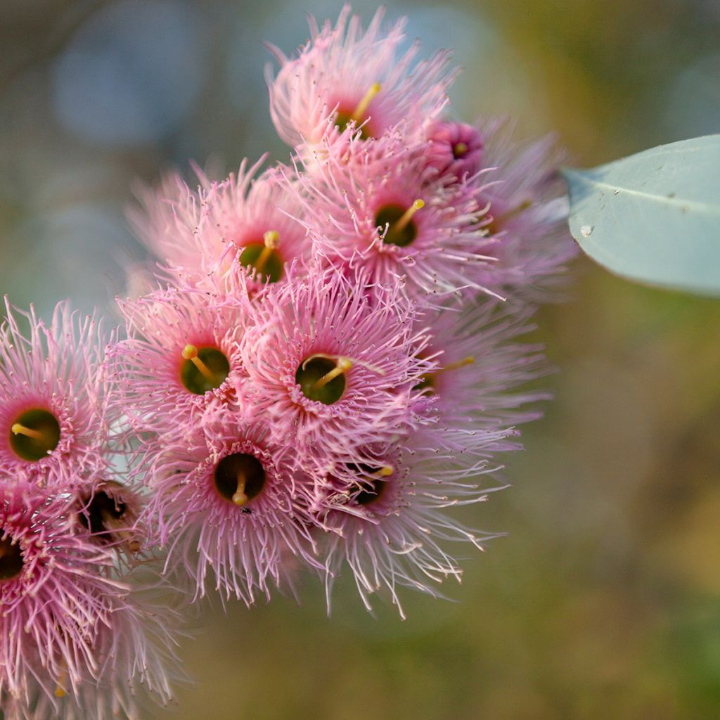 Eucalyptus sideroxylon - Eucalipto