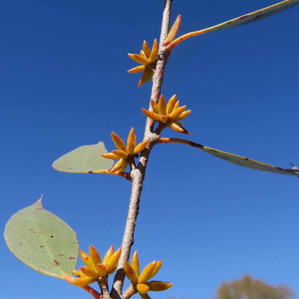 Eucalyptus stellulata Kiandra - Eucalipto