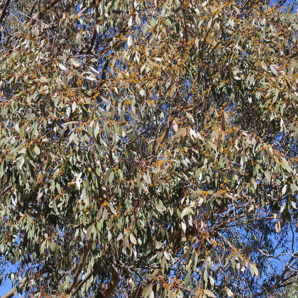 Eucalyptus stellulata Kiandra - Eucalipto