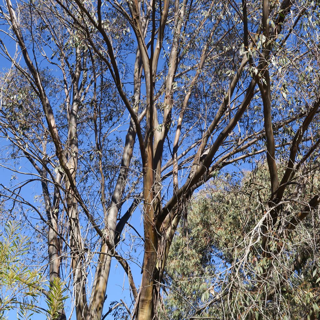 Eucalyptus stellulata Kiandra - Eucalipto