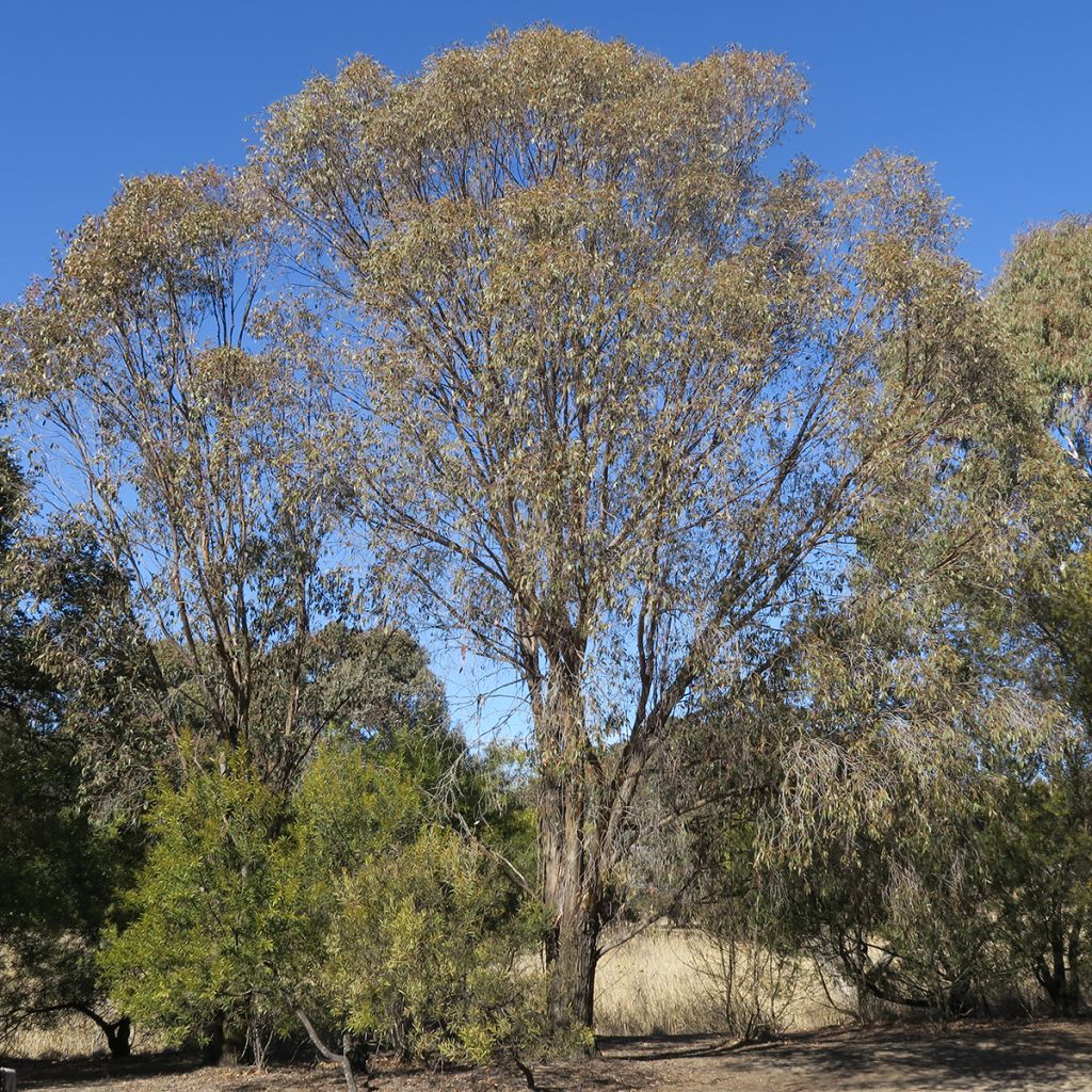 Eucalyptus stellulata Kiandra - Eucalipto