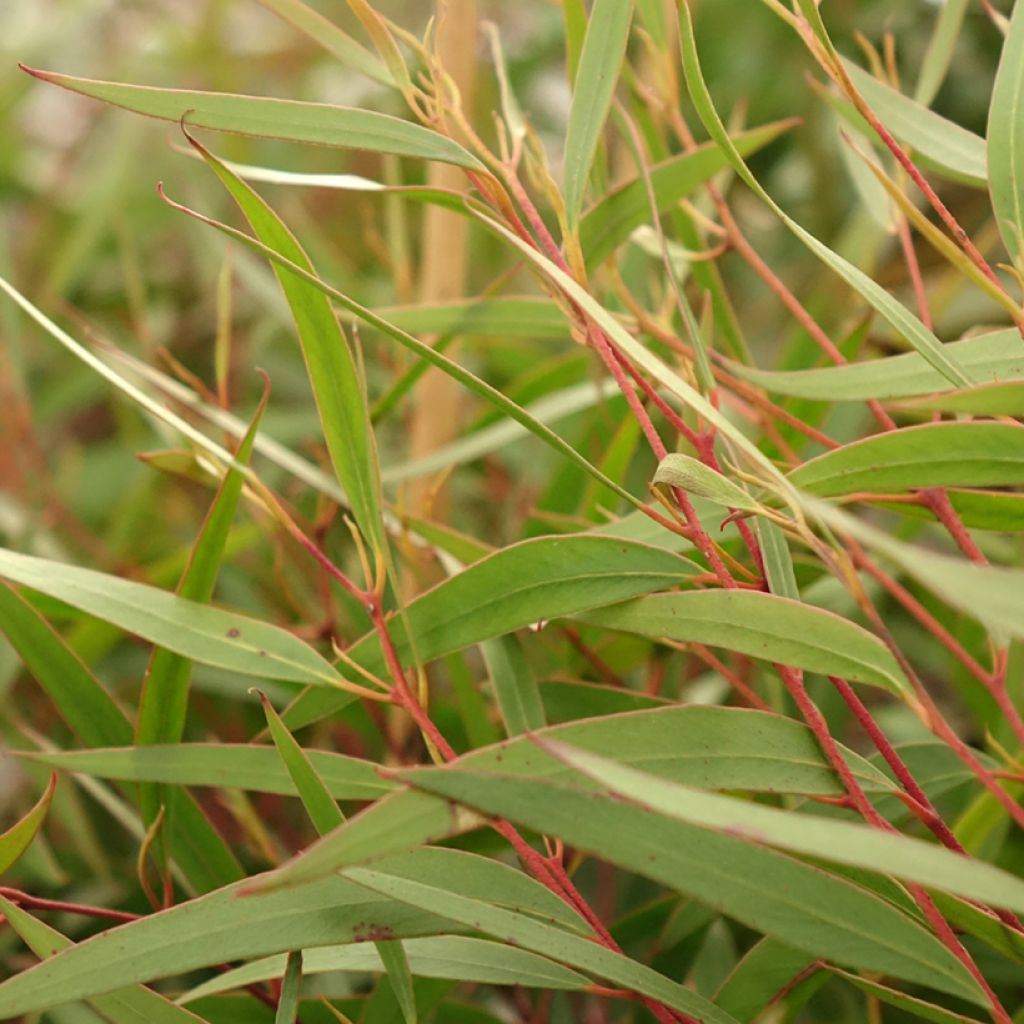 Eucalyptus stricta - Eucalipto