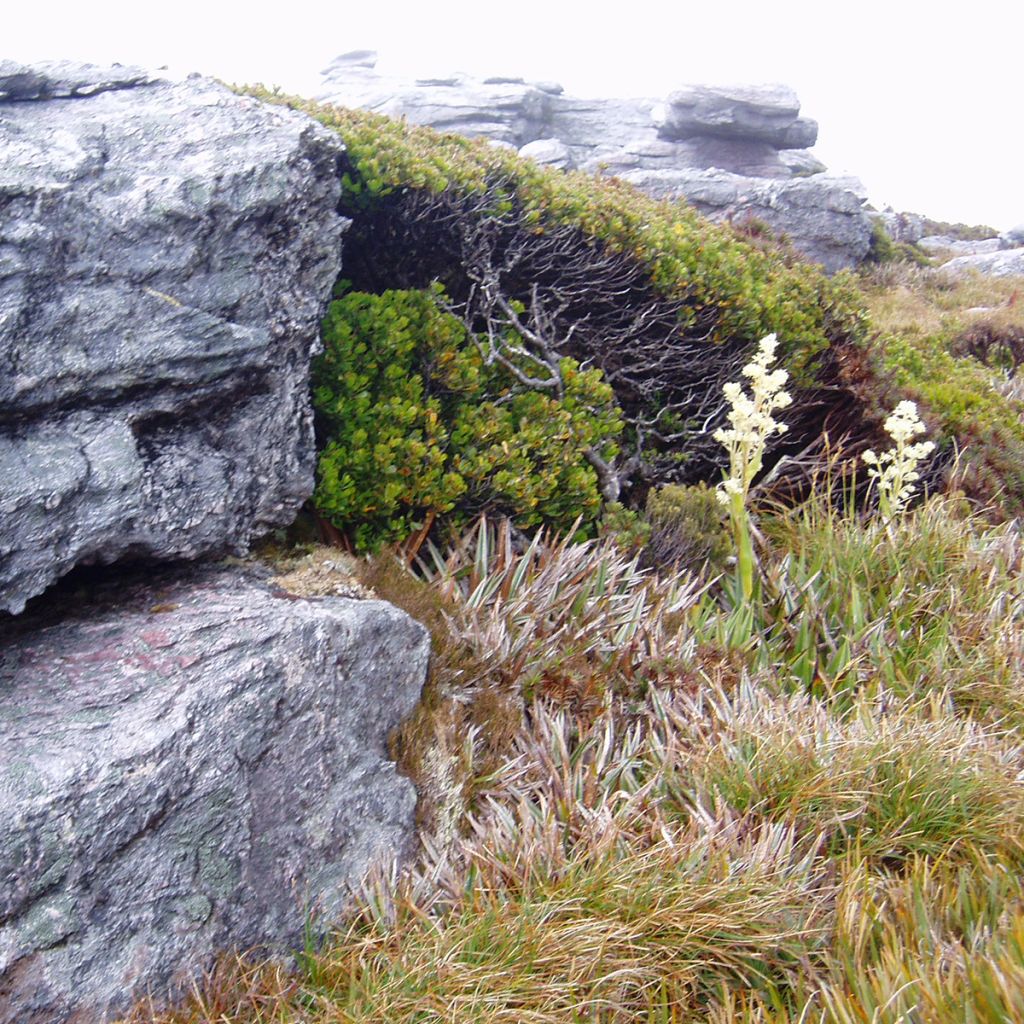Eucalyptus vernicosa - Eucalipto