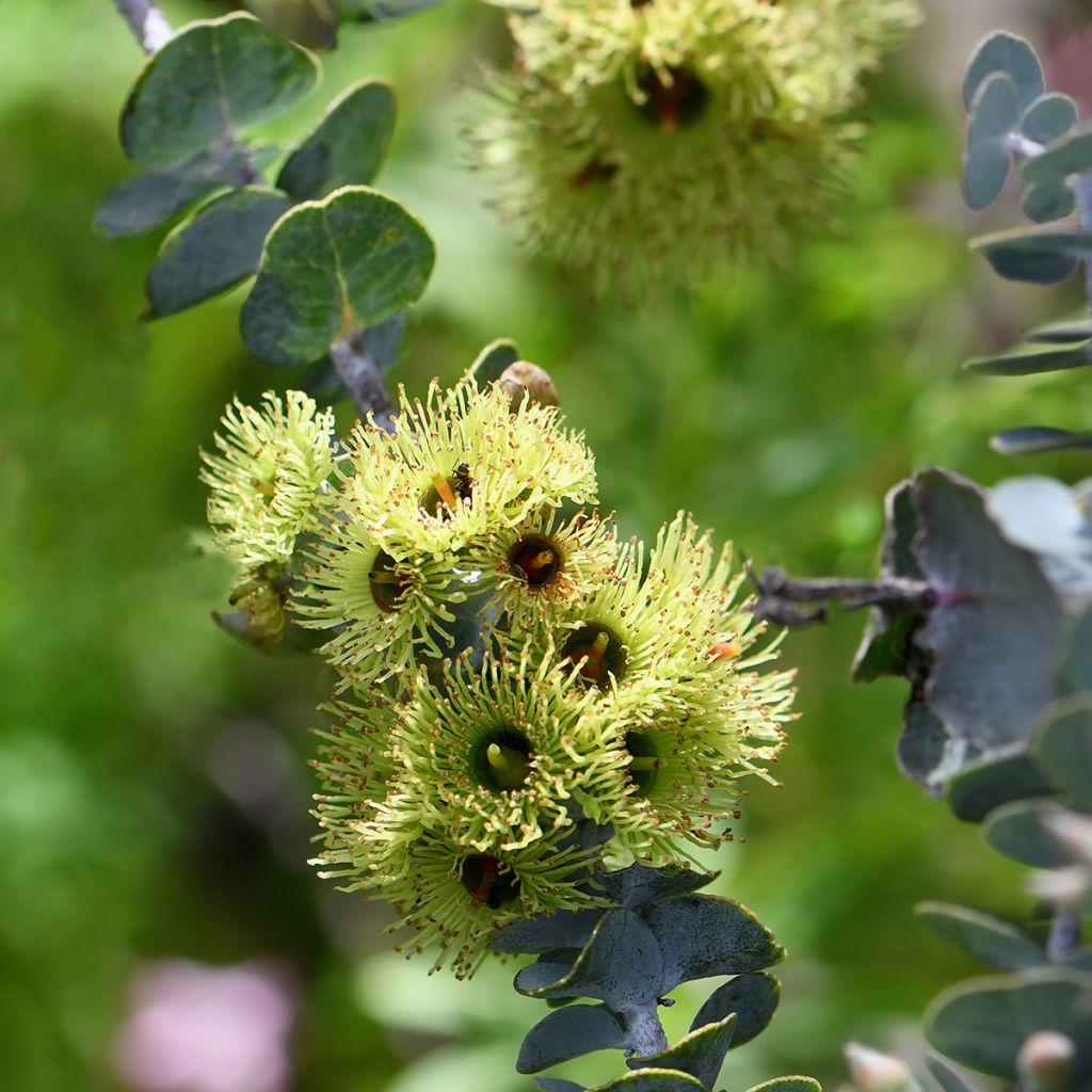 Eucalyptus kruseana latens (semi) - Eucalipto