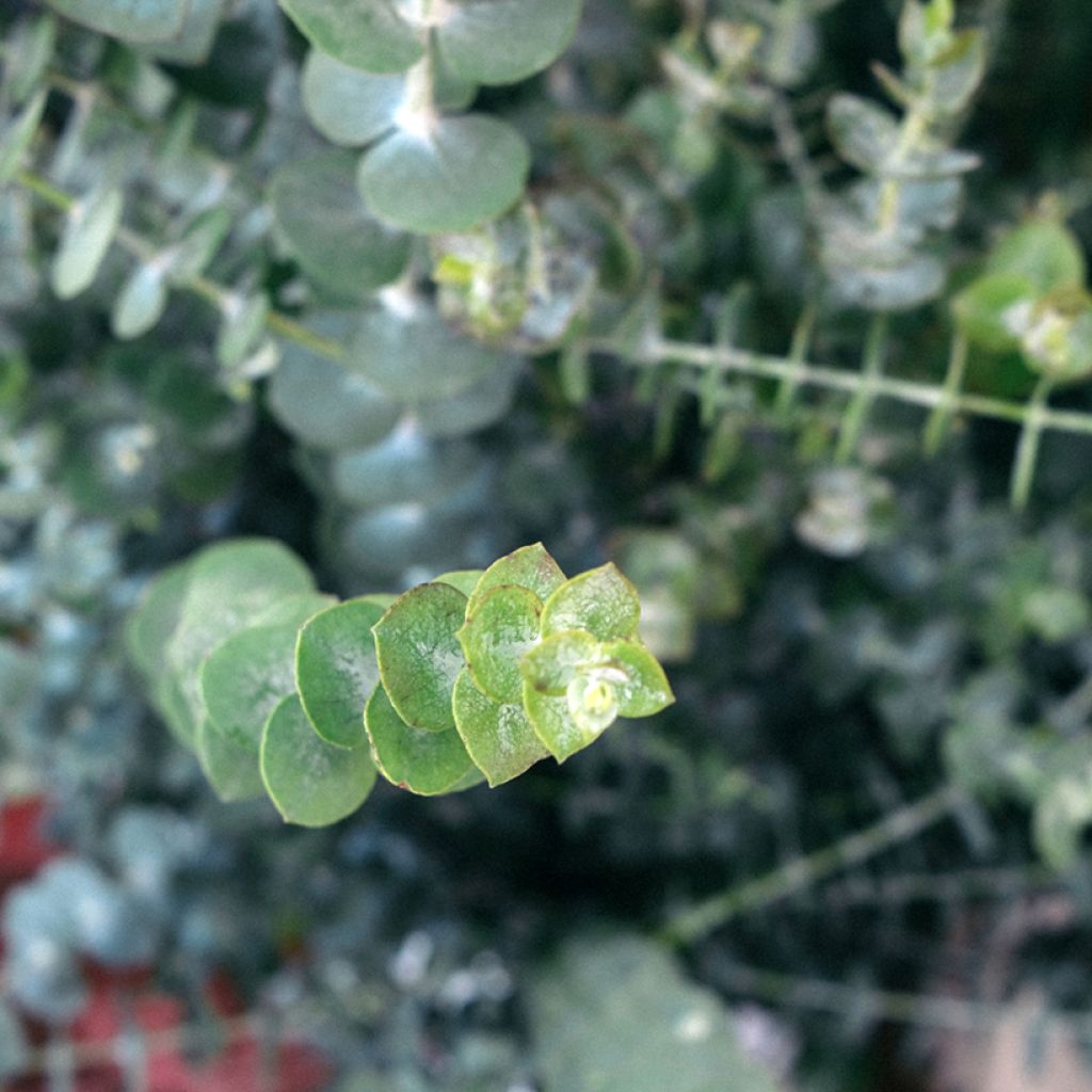 Eucalyptus pulverulenta Baby Blue Spiral - Eucalipto
