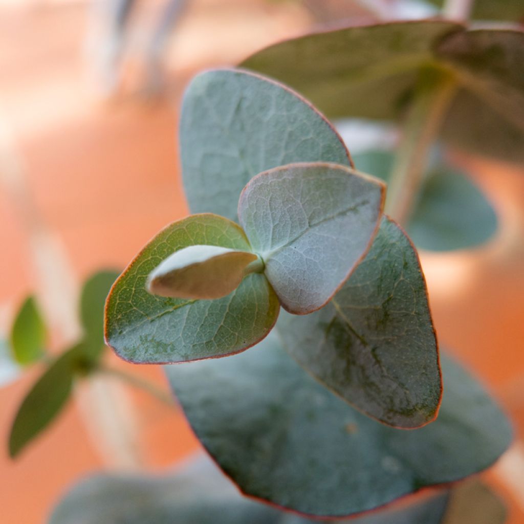 Eucalyptus pulverulenta Baby Blue Spiral - Eucalipto