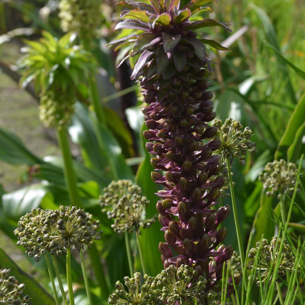 Eucomis comosa Indian Summer - Giglio di ananas