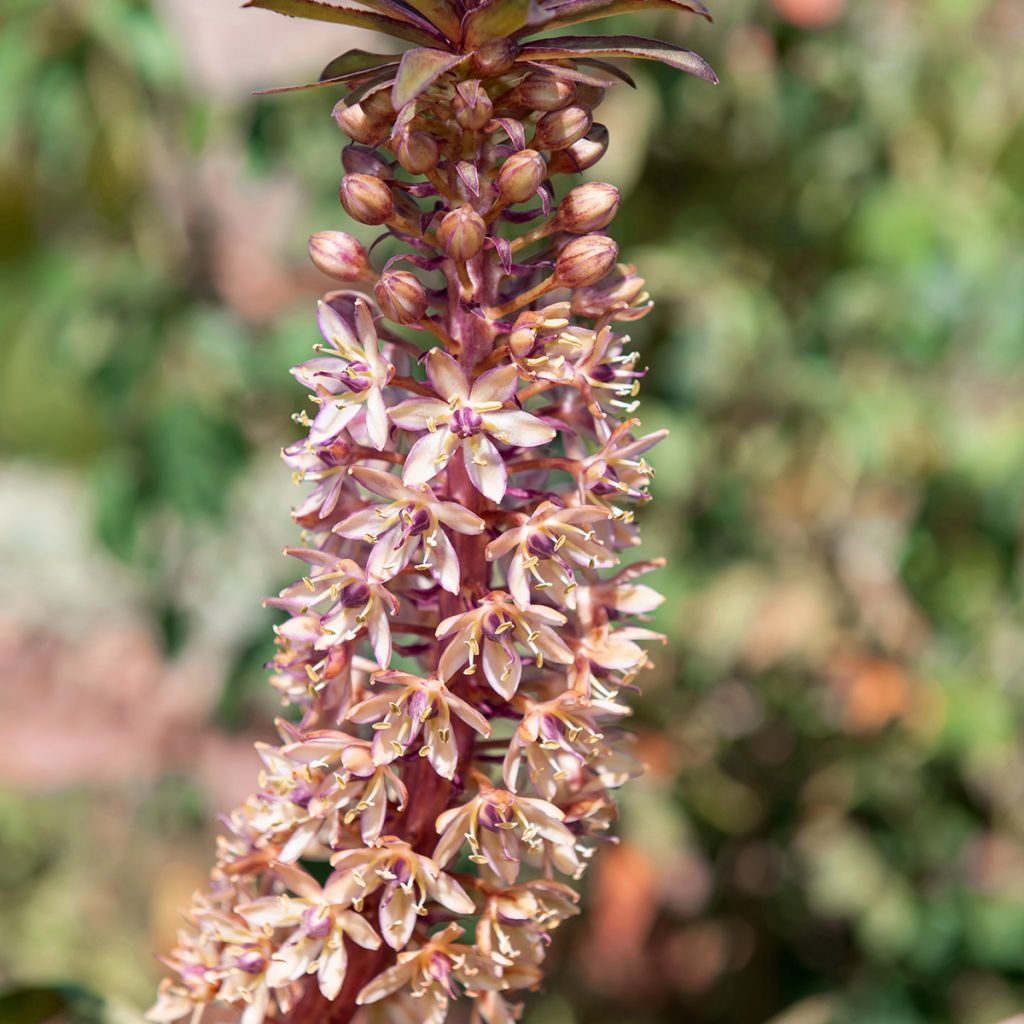 Eucomis comosa Indian Summer - Giglio di ananas