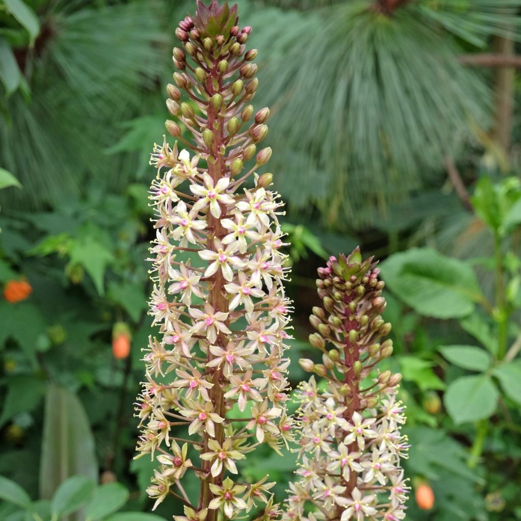 Eucomis comosa Sparkling Burgundy - Giglio di ananas