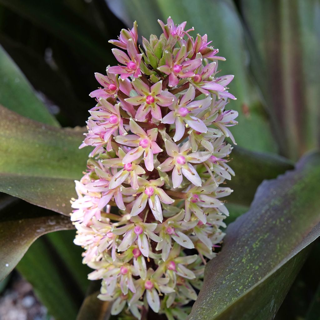 Eucomis comosa Sparkling Burgundy - Giglio di ananas