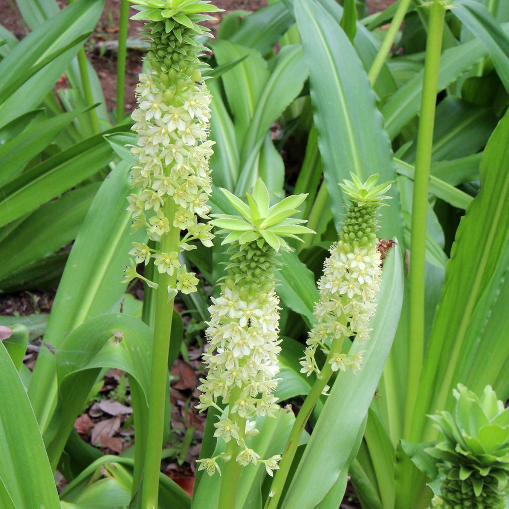 Eucomis comosa Tugela Jade - Giglio di ananas
