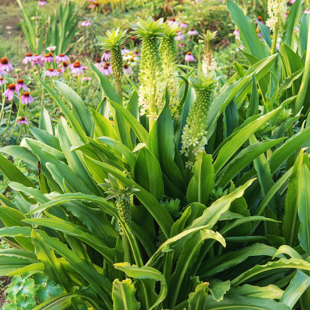 Eucomis comosa Tugela Jade - Giglio di ananas