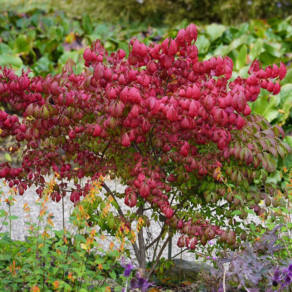 Euonymus alatus - Evonimo alato