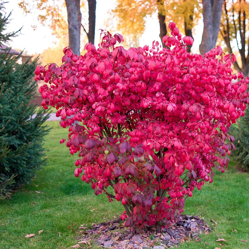 Euonymus alatus - Evonimo alato