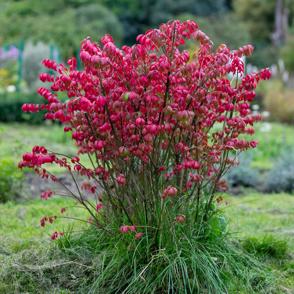 Euonymus alatus - Evonimo alato