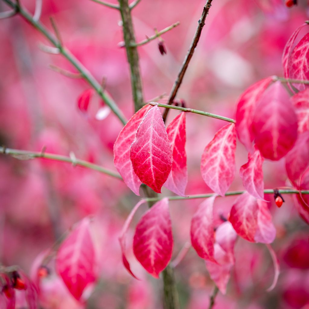 Euonymus alatus - Evonimo alato