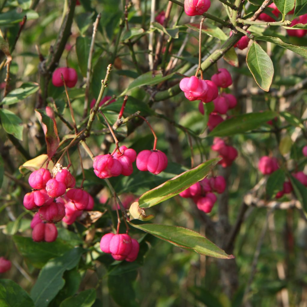 Euonymus europaeus - Fusaria comune
