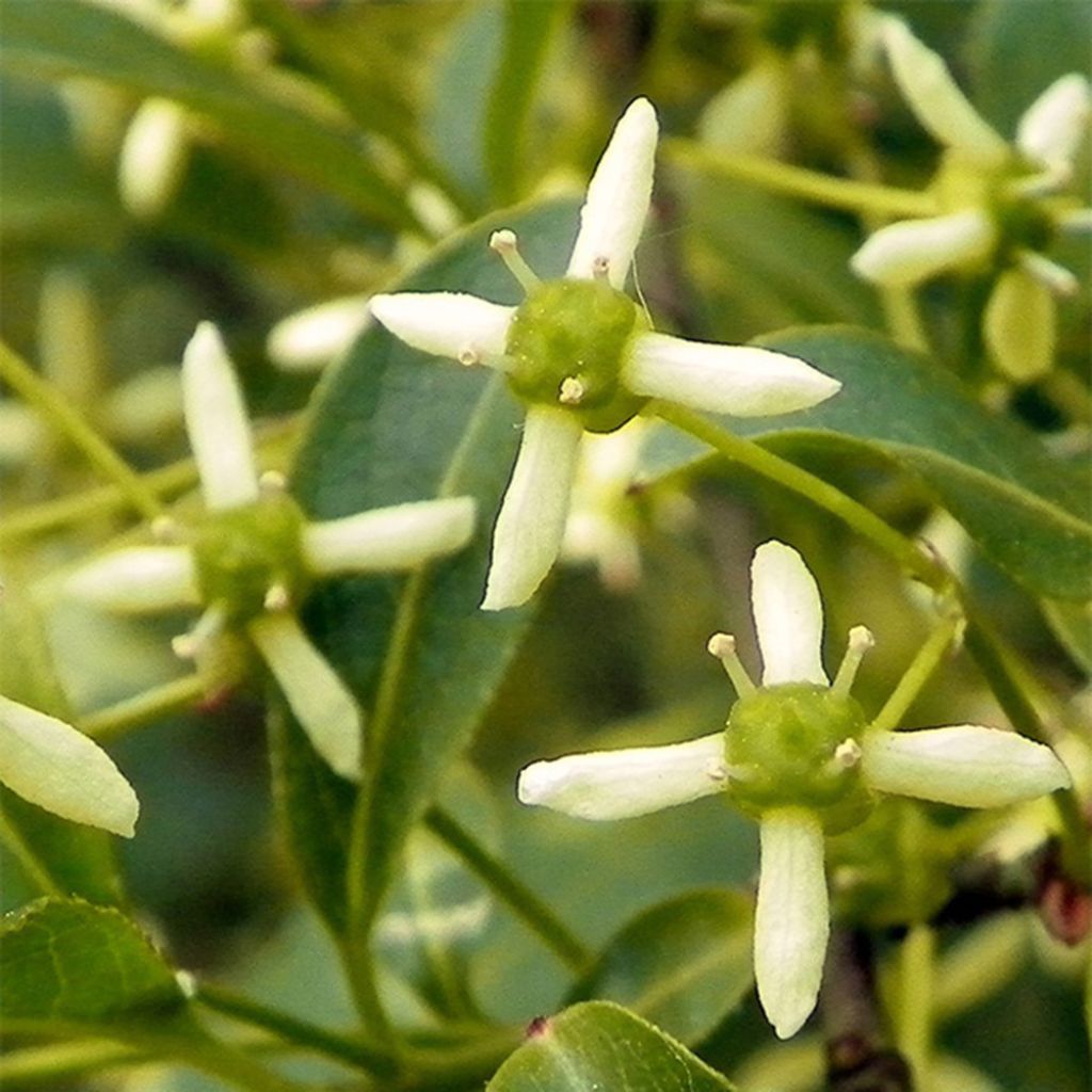 Euonymus europaeus - Fusaria comune