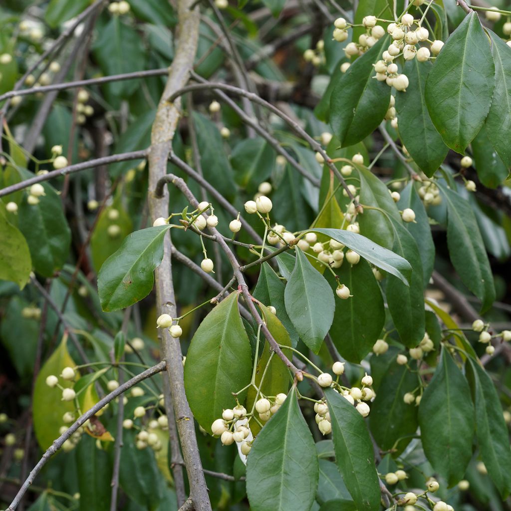 Euonymus europaeus Albus - Fusain d'Europe