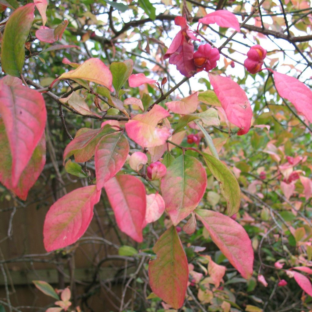 Euonymus europaeus Red Cascade - Fusaria comune