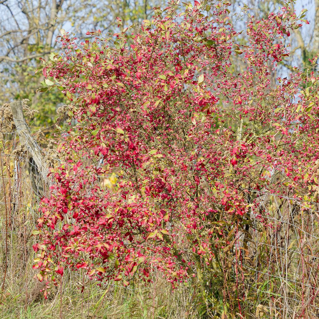 Euonymus europaeus Red Cascade - Fusaria comune