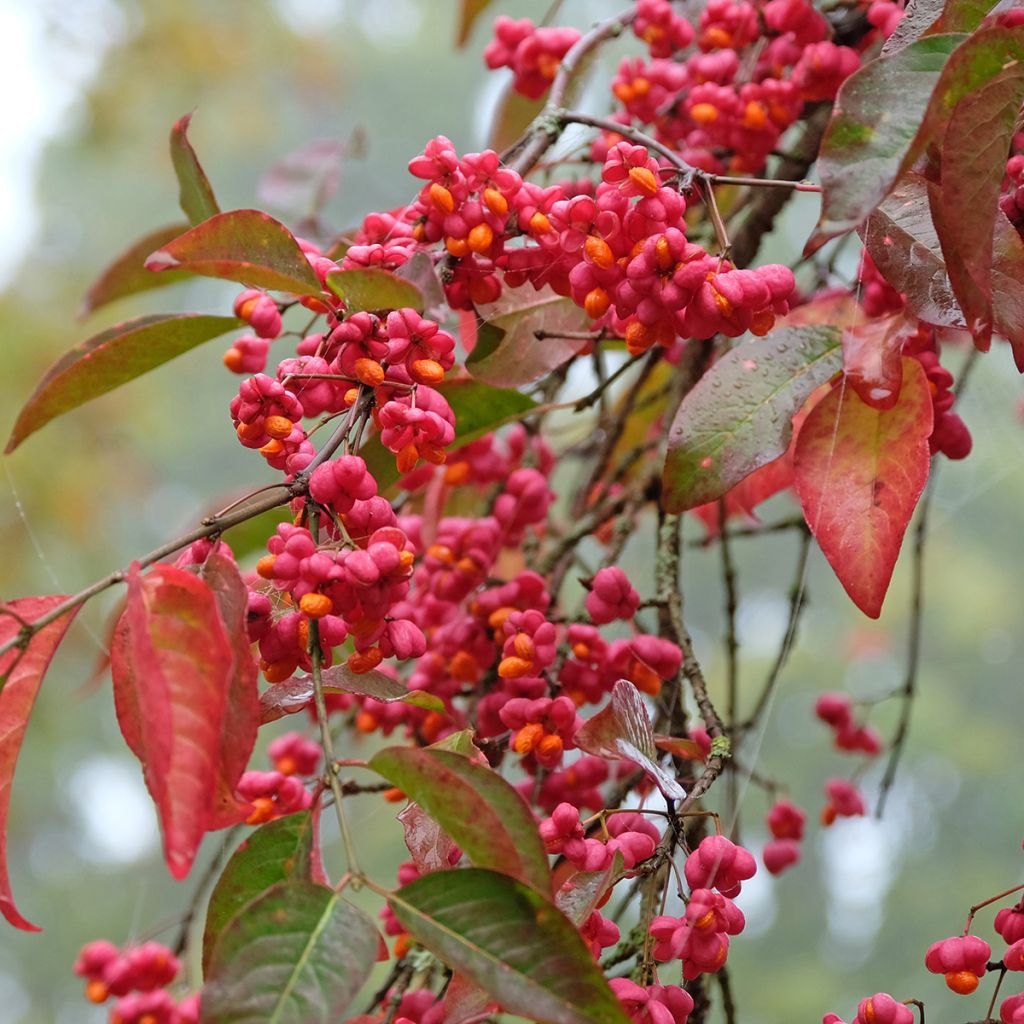 Euonymus europaeus Red Cascade - Fusaria comune