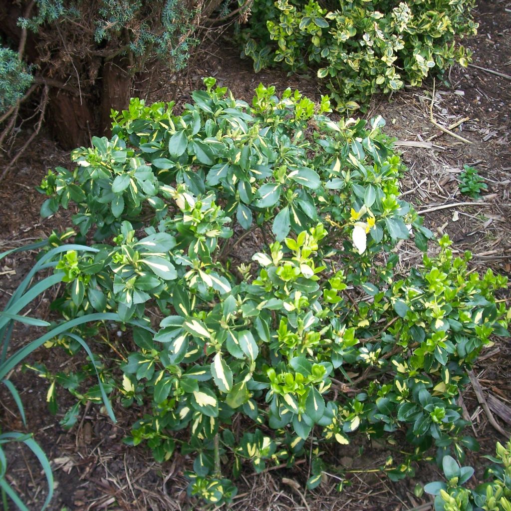 Euonymus fortunei Blondy