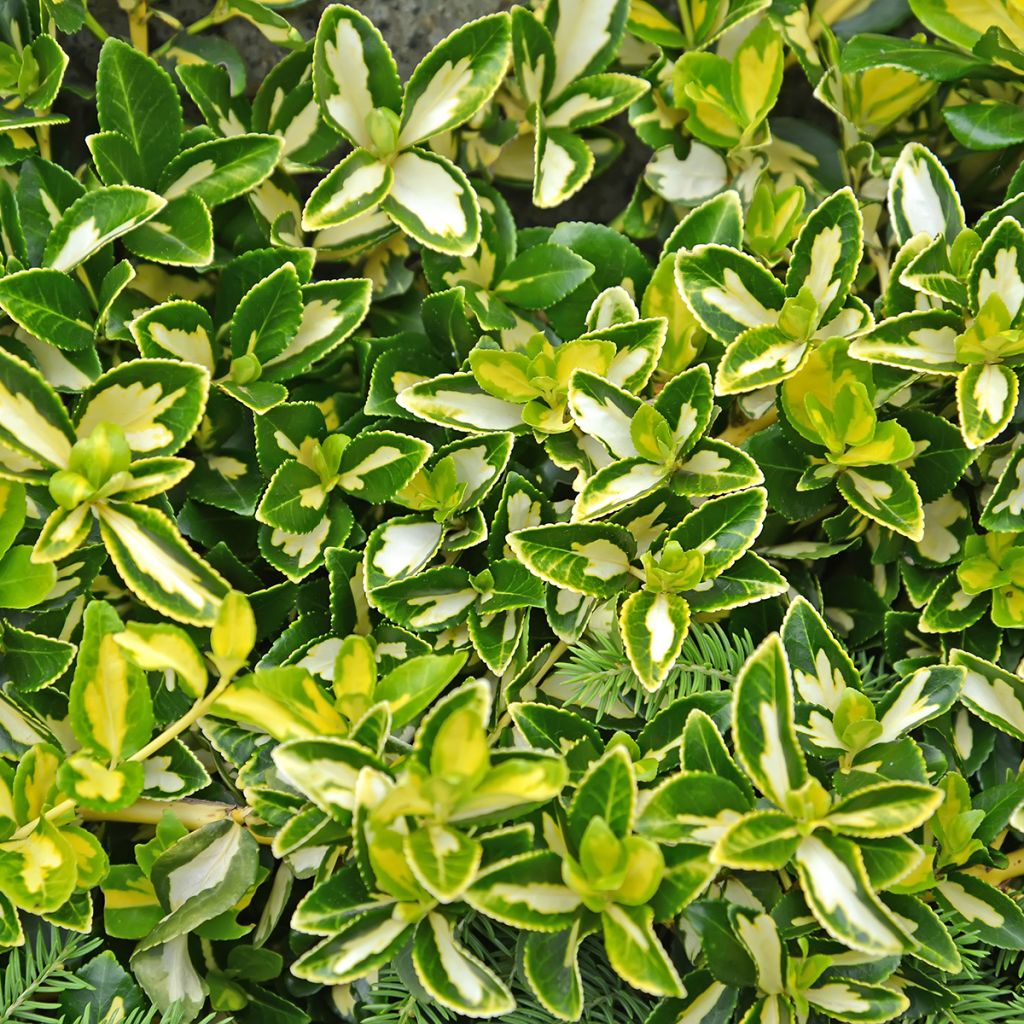 Euonymus fortunei Blondy