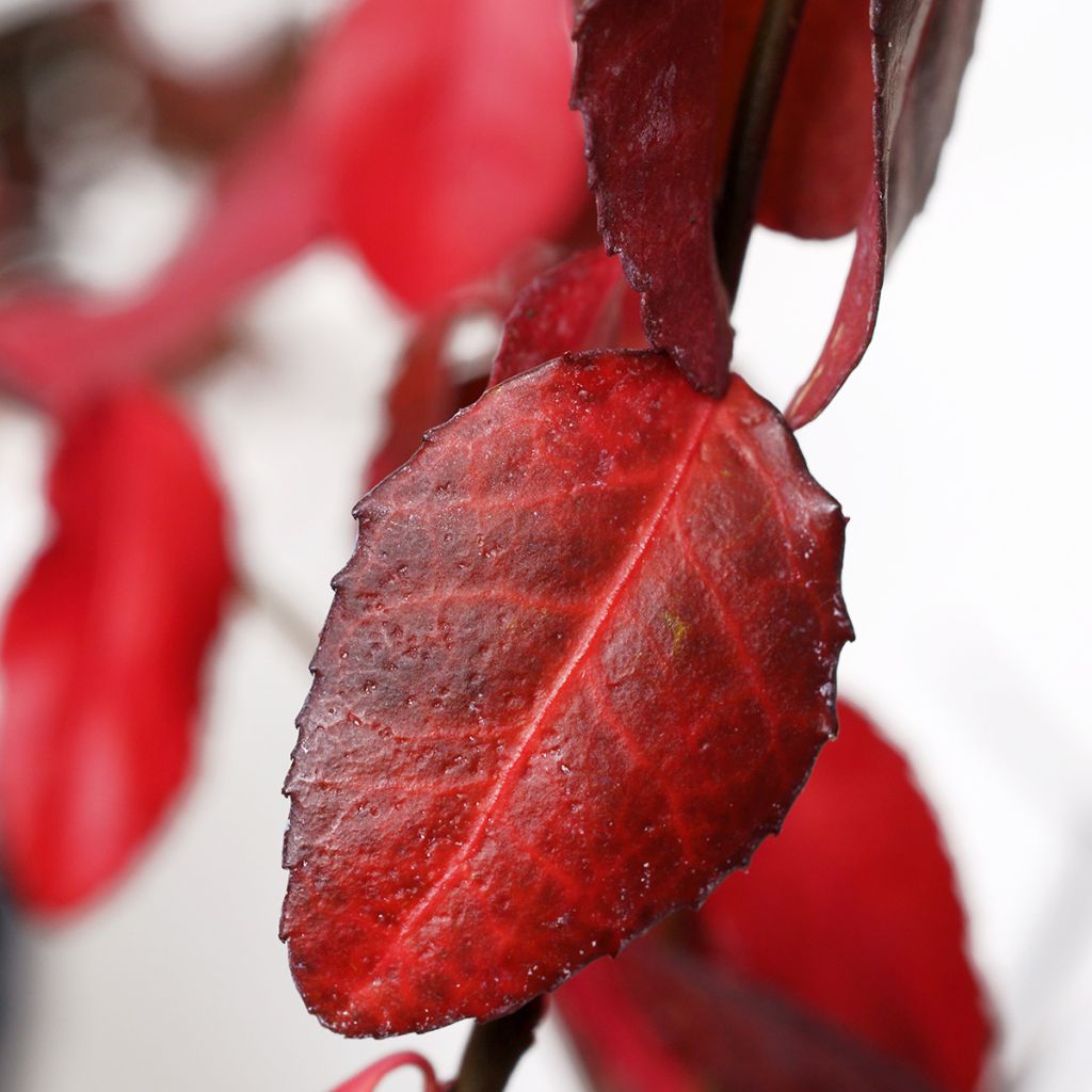 Euonymus fortunei Coloratus