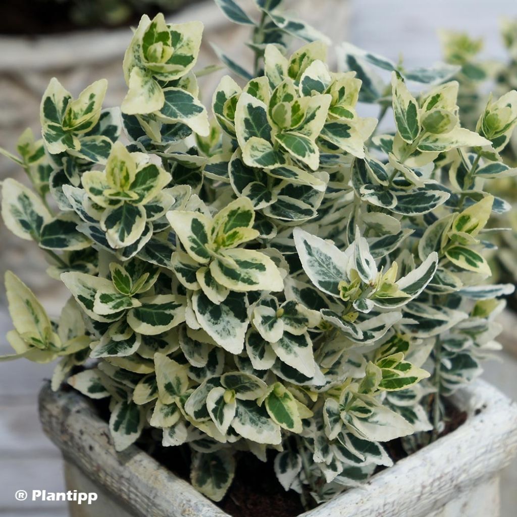 Euonymus fortunei Dan's Delight