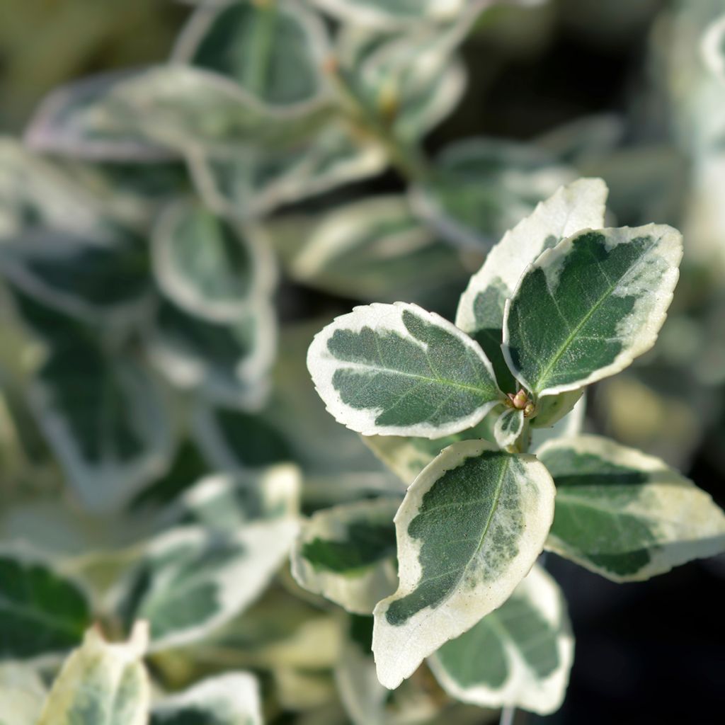 Euonymus fortunei Dan's Delight