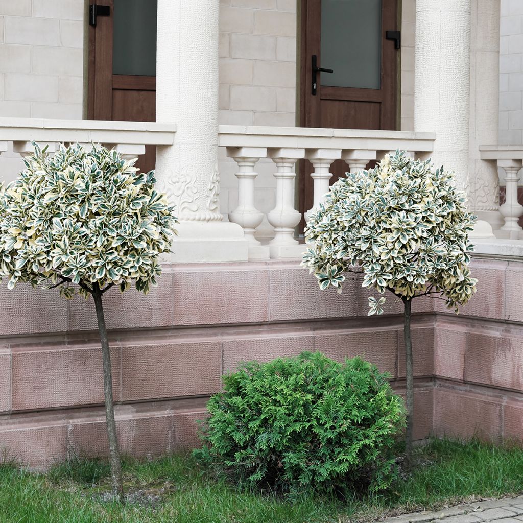 Euonymus fortunei Emerald Gaiety