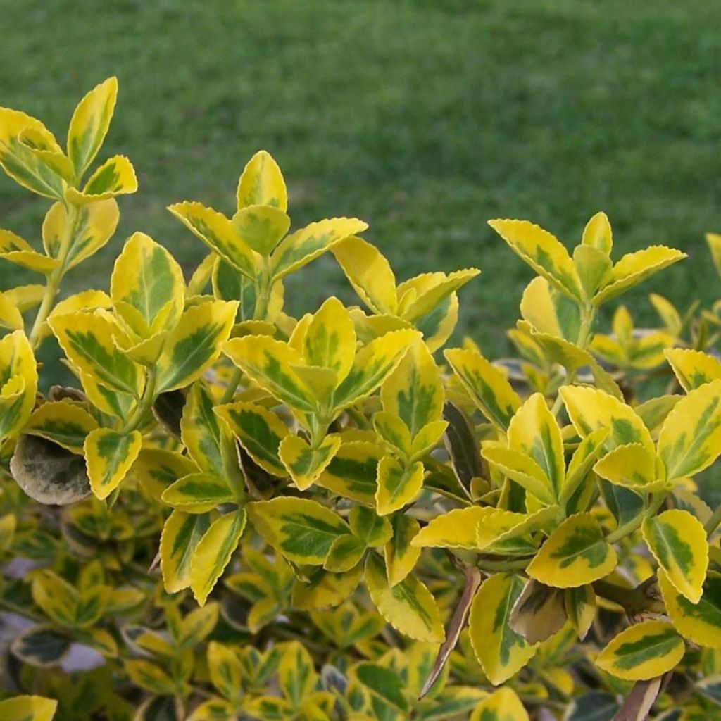 Euonymus fortunei Emerald 'n gold