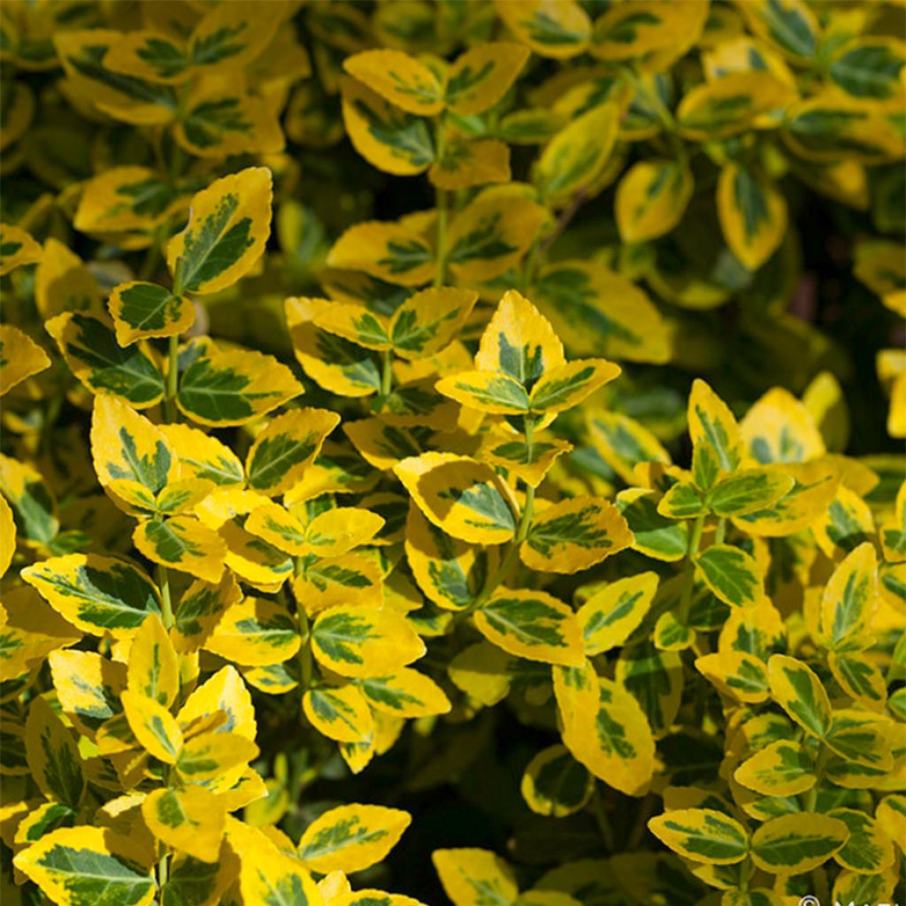 Euonymus fortunei Emerald 'n gold
