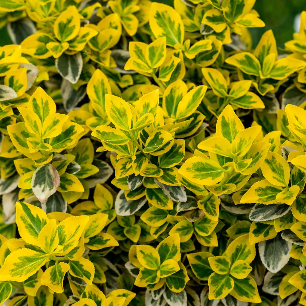Euonymus fortunei Emerald 'n gold